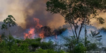 Human beings are the Reason of Amazon  Rainforest Fire: Not