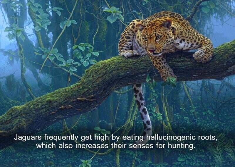 Jaguars get drunk