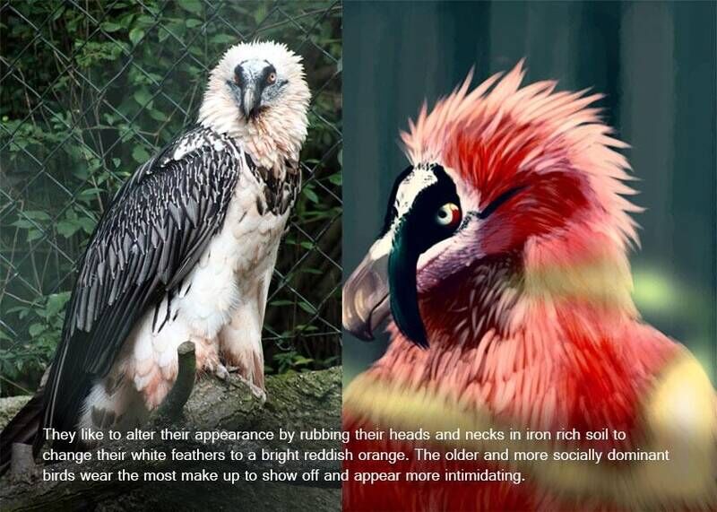 Vultures love makeup
