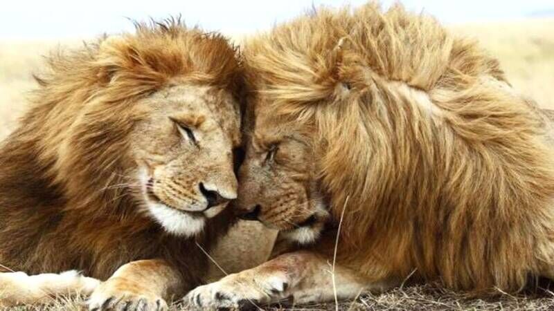 African lions