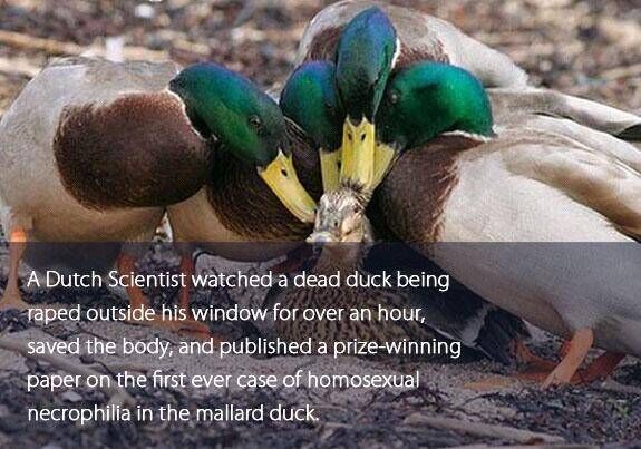 Ducks are assholes