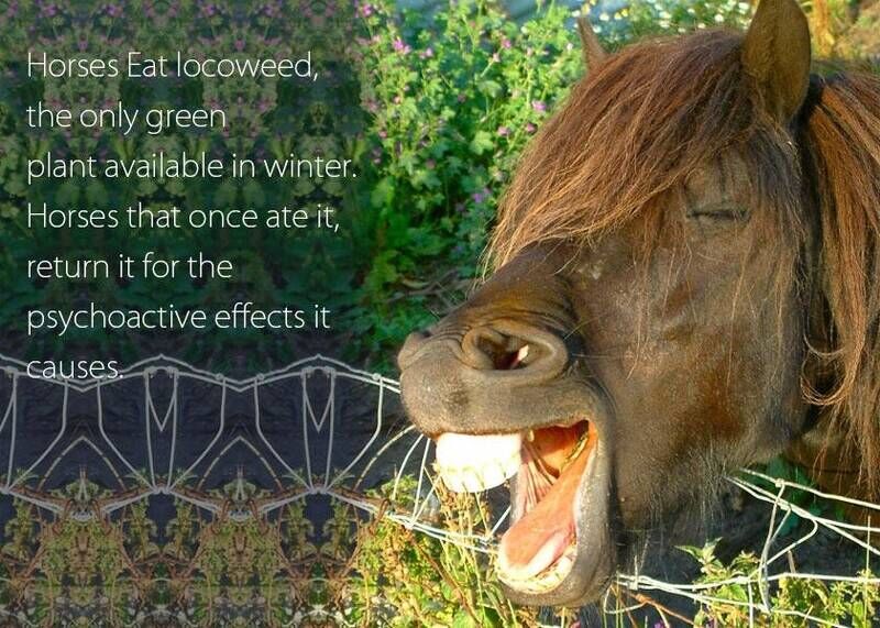 Horses
