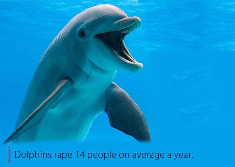 Dolphins rape humans