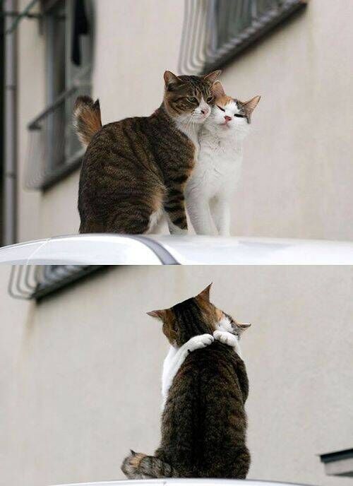 Animal couple