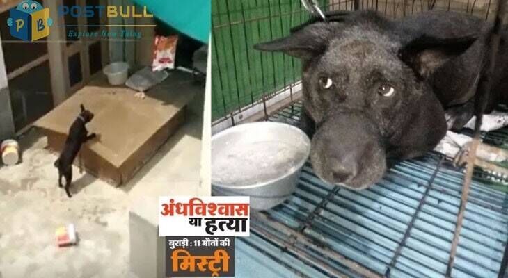 Burari Dog