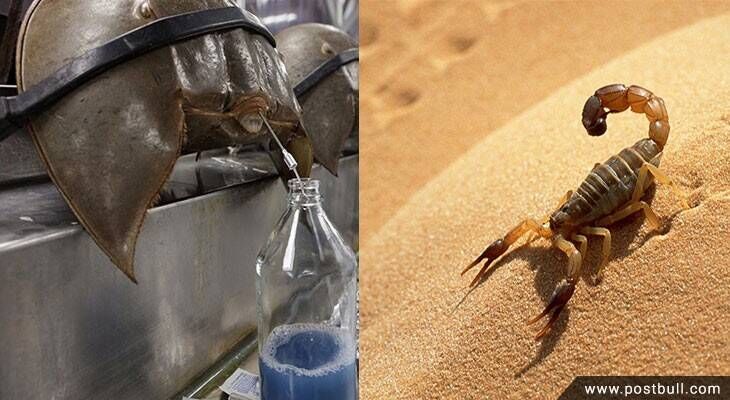 Scorpion