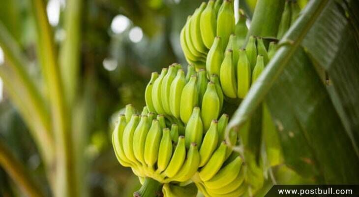 Banana