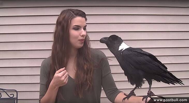Ravens