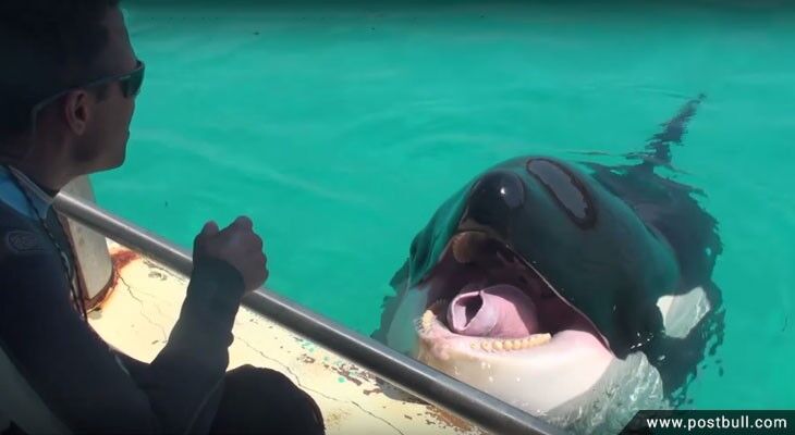 Orcas