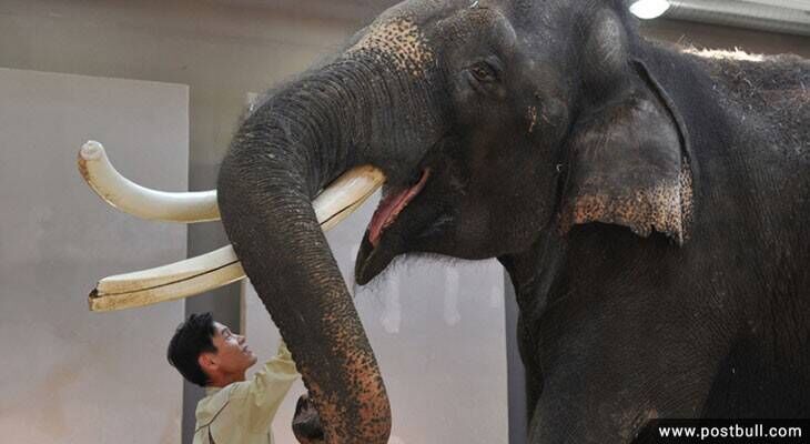 Elephants