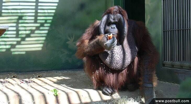 Orangutans