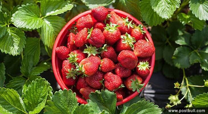 Strawberries