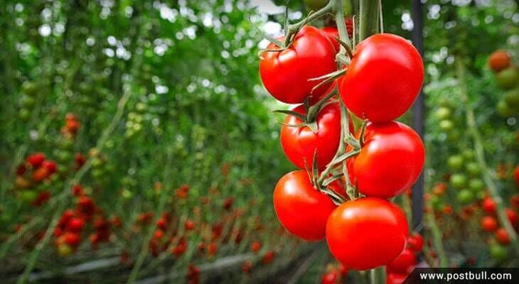 Red Tomato