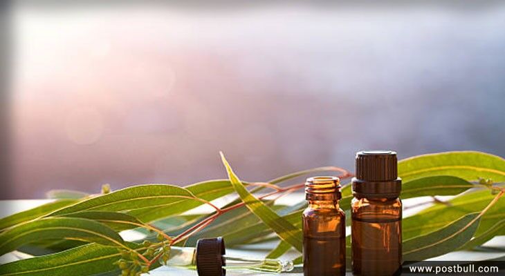 Eucalyptus
