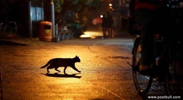 cat superstitions