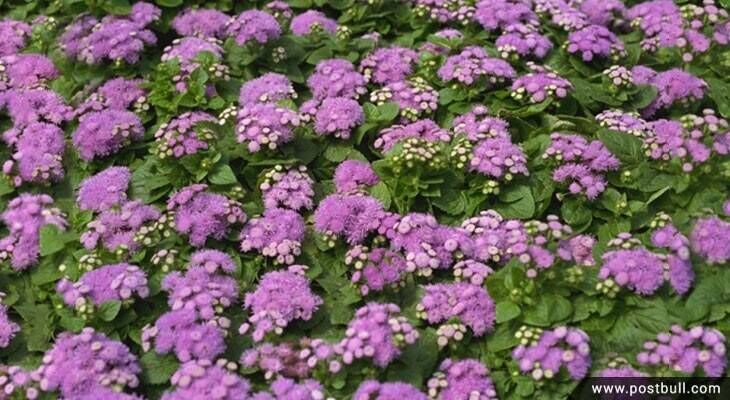 Chives
