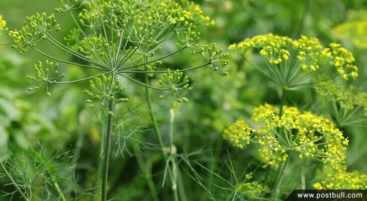 Dill