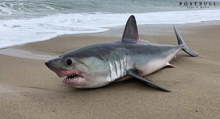 Dead Shark