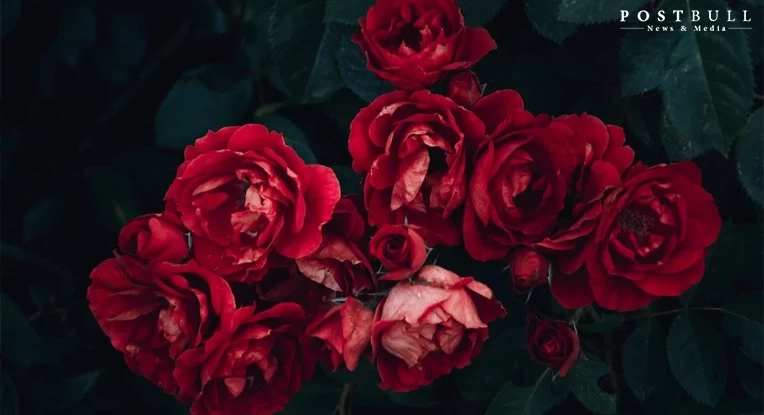 Roses