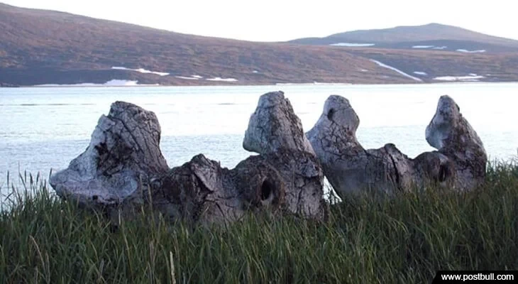 Whale Bone Alley