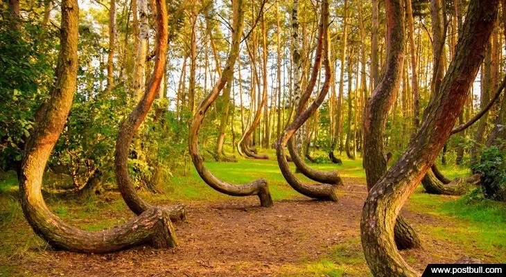 Crooked Forest