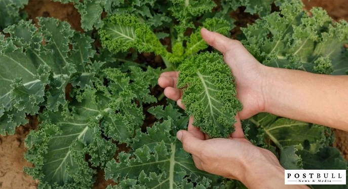 Kale
