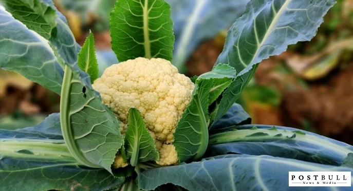 Cauliflower