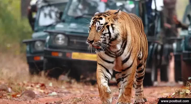 While On A Jungle Safari In Ranthambore National Park (1)