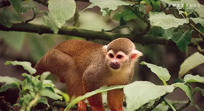 Monkey