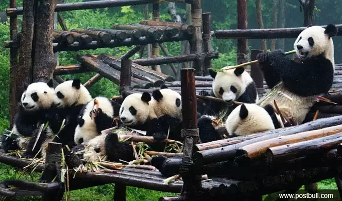Chengdu Pandas 680 1 Min