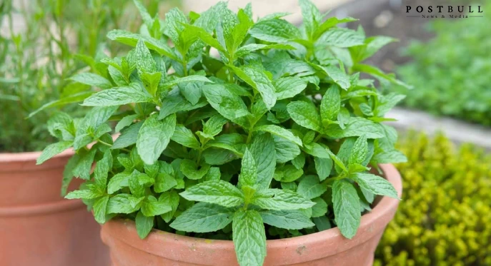 Mint